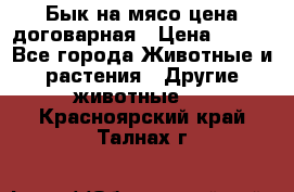 Бык на мясо цена договарная › Цена ­ 300 - Все города Животные и растения » Другие животные   . Красноярский край,Талнах г.